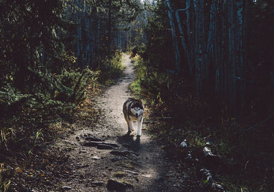 Dog walking on footpath