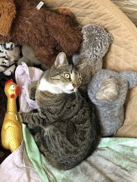 High angle view of cat resting on bed