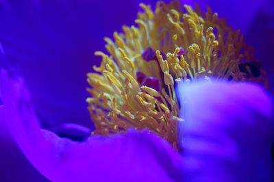 High angle view of purple flower blooming in park