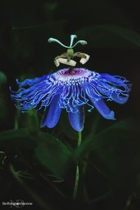 Close-up of purple flowers