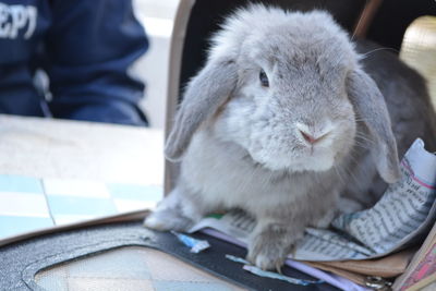 Close-up of rabbit on table