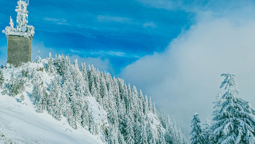 Snow covered plants against sky