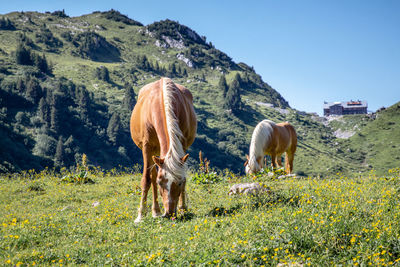 Horse grazing in a field