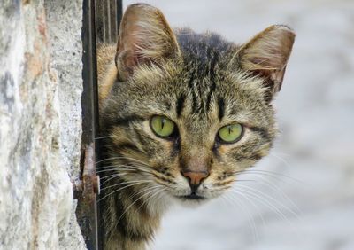 Close-up portrait of cat