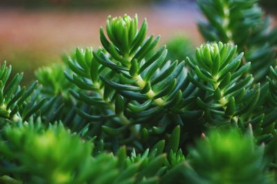 Close-up of fresh green plant