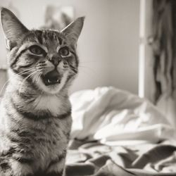 Portrait of kitten on bed at home