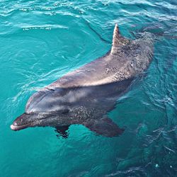 Fish swimming in sea