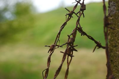 Close-up of twigs