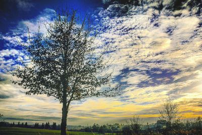 Bare trees on field against cloudy sky