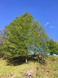 Trees growing on field against sky