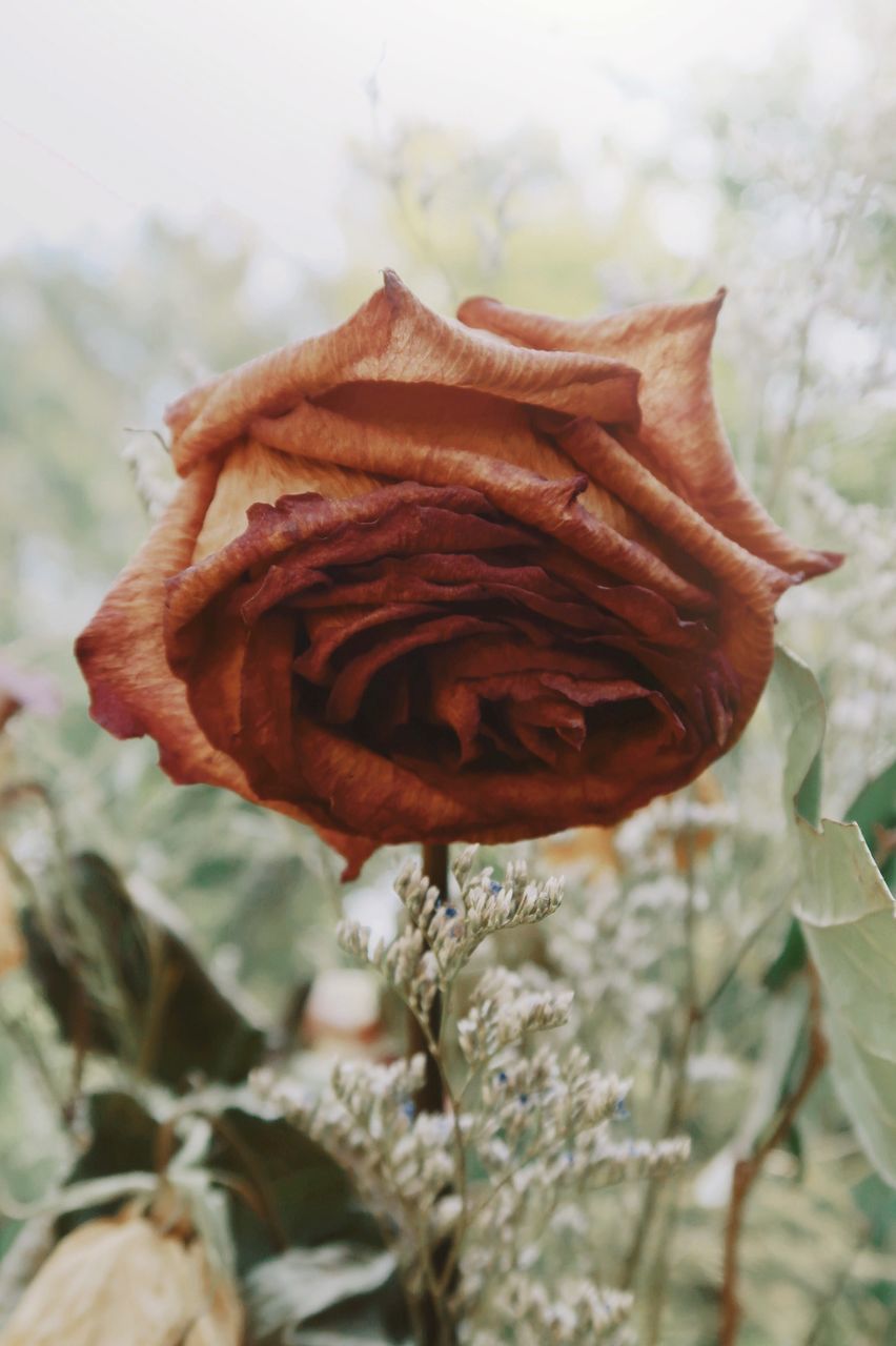 CLOSE-UP OF WILTED ROSE IN PLANT