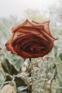 Close-up of wilted rose