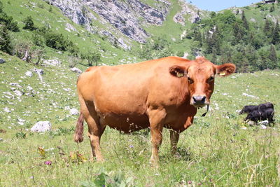 Cows standing in a field