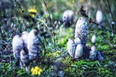 Close-up of mushrooms growing on field