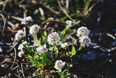 Close-up of white flowering plants on field