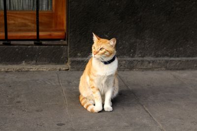 Portrait of cat