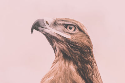 Close-up of a bird against gray background