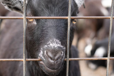 Close-up of a goat