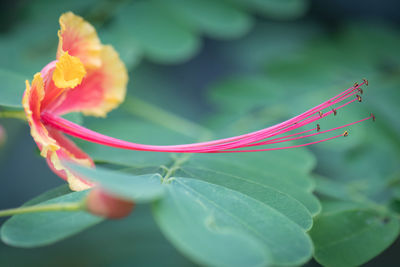 Close-up of flower blooming outdoors