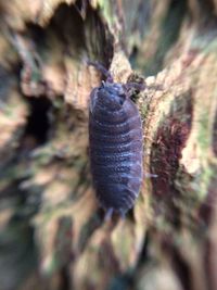 Close-up of tree trunk