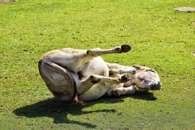 Donkey relaxing on field