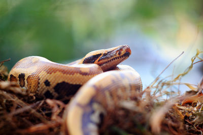 Close-up of snake on plants