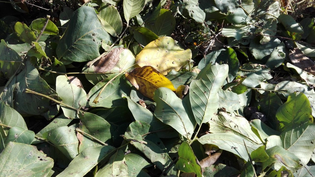 Fallen walnut leaves