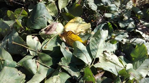 Close-up of fruit on plant