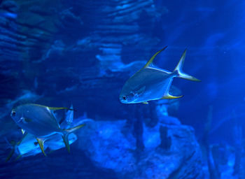 Golden fin fish swimming in the sea, rock, lit, blue