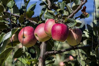 Close-up of apple growing on tree