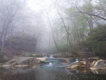 Reflection of trees in water
