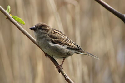 Close-up of bird perching on branch