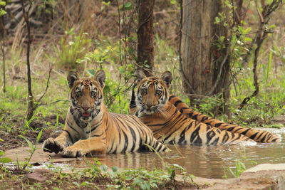 Portrait of tiger relaxing in forest