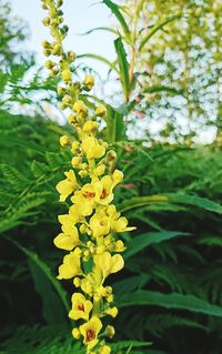 Close-up of yellow flowers blooming outdoors