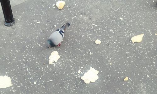 High angle view of ducks eating in water