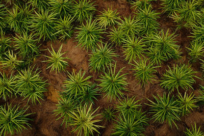 Full frame shot of cactus plants