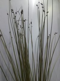 Close-up of fresh grass against sky