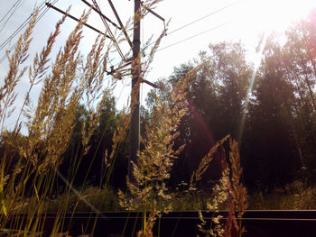 Low angle view of trees against clear sky