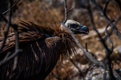 A lost vulture cub in preveli beach, south crete