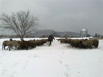 Herder and sheep on field during winter