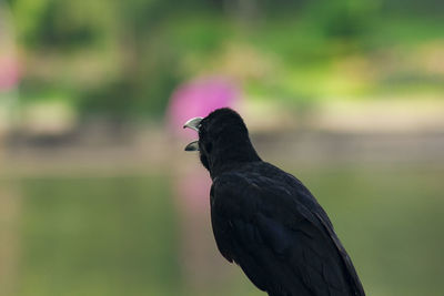 Close-up of bird perching