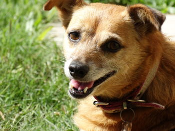 Close-up portrait of dog