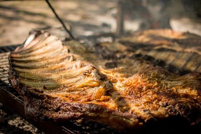 Close-up of log on tree trunk