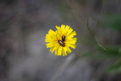 Close-up of insect on yellow flower