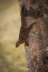 Close-up of lizard on tree trunk