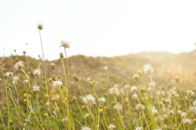 Dandelion growing in field