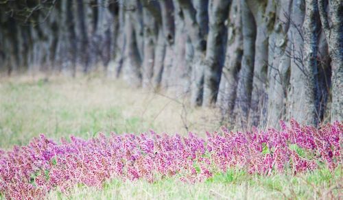 Pink flowers blooming in field