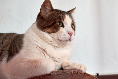 Close-up of a cat looking away