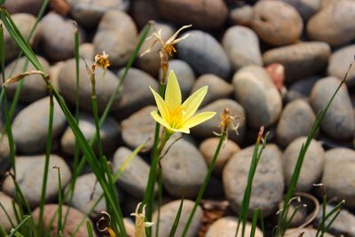 Close-up of yellow flowering plant