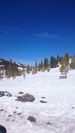 Trees on snowcapped field against blue sky